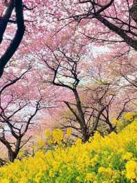 Chasing Sakura in Japan 🌸