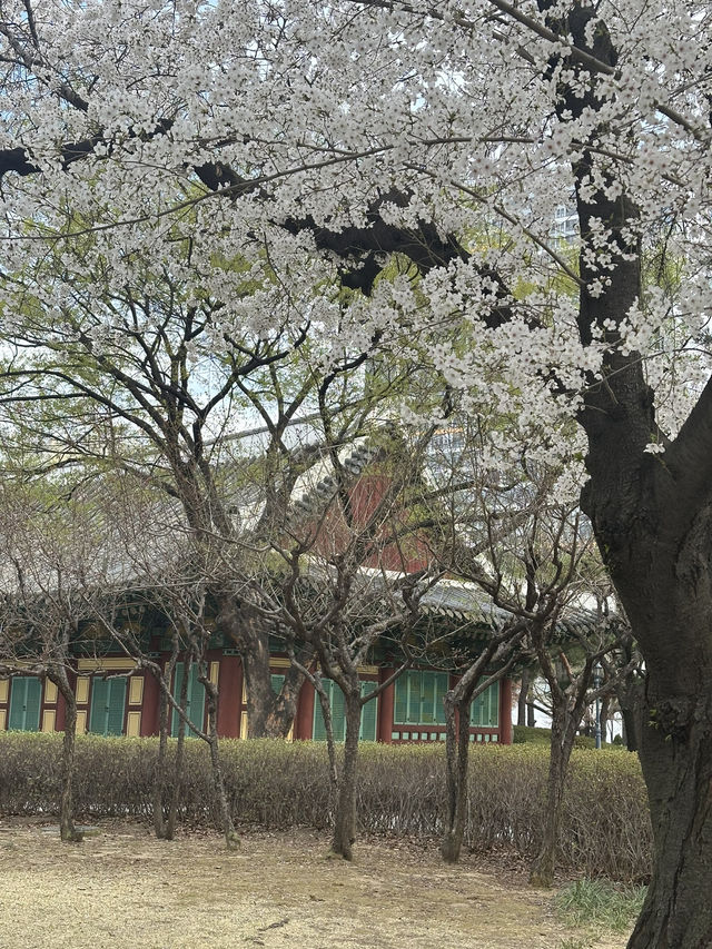 【韓国/大邱】リアルタイム！中心地から徒歩圏内の桜スポット🌸