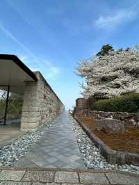 桜と菜の花　山の上の美術館