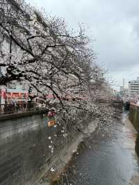 【🇯🇵】目黒川でお花見🌸