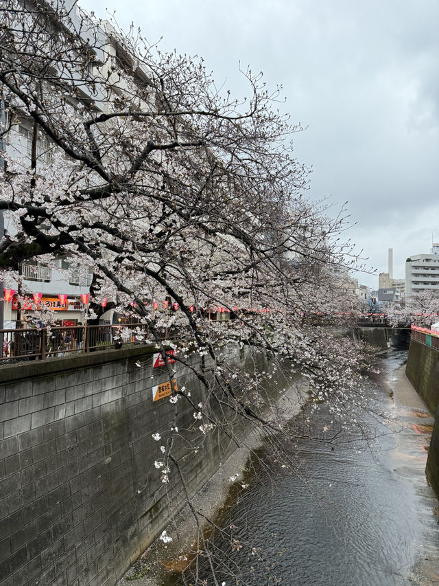 【🇯🇵】目黒川でお花見🌸