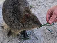 Eco-Adventures at Rottnest Island: A Sustainable Paradise