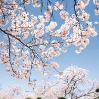 櫻花仙境～真駒內公園  