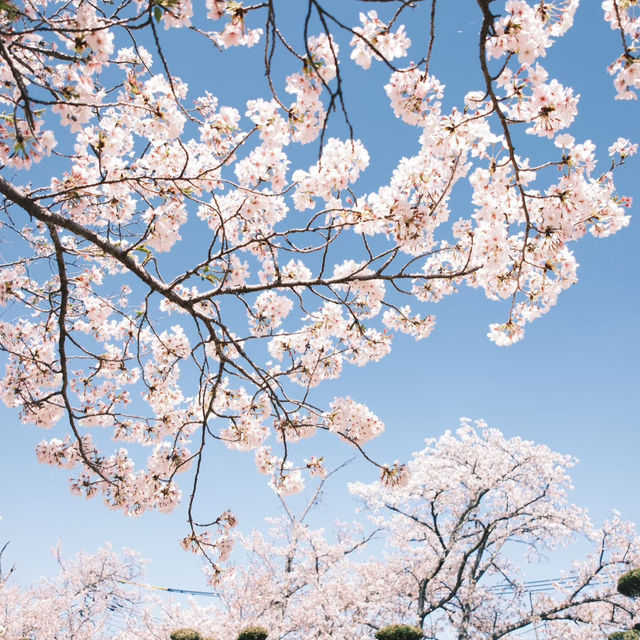 櫻花仙境～真駒內公園  