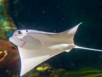 SEA LIFE Manchester