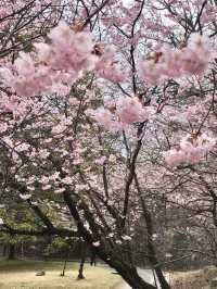 Cherry Blossoms in Full Bloom at Ojigaoka Park