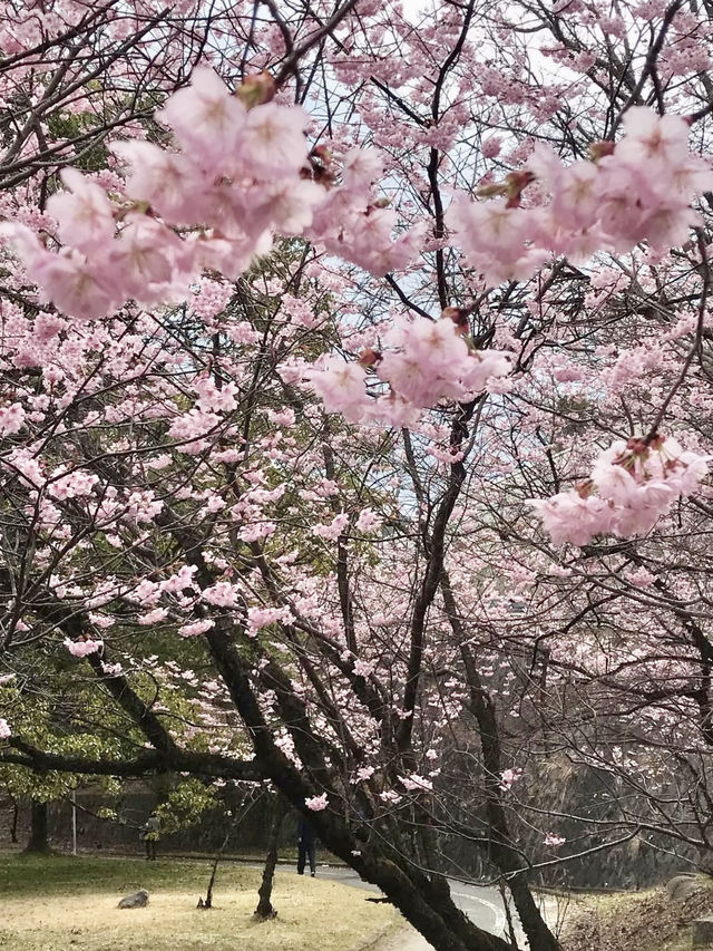 Cherry Blossoms in Full Bloom at Ojigaoka Park