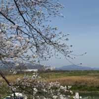 上大謝名櫻花公園~櫻花下的盛會 🌸🍱