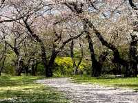 【昭和記念公園】定番の公園の桜はやはり素晴らしく感動❗️