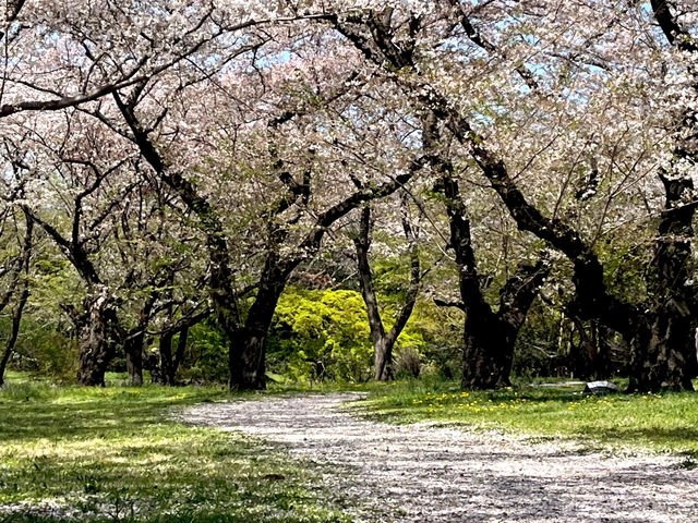 【昭和記念公園】定番の公園の桜はやはり素晴らしく感動❗️
