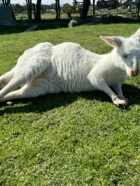 🇦🇺🦘Maru koala and animals park