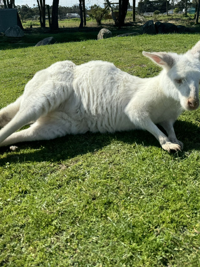 🇦🇺🦘Maru koala and animals park
