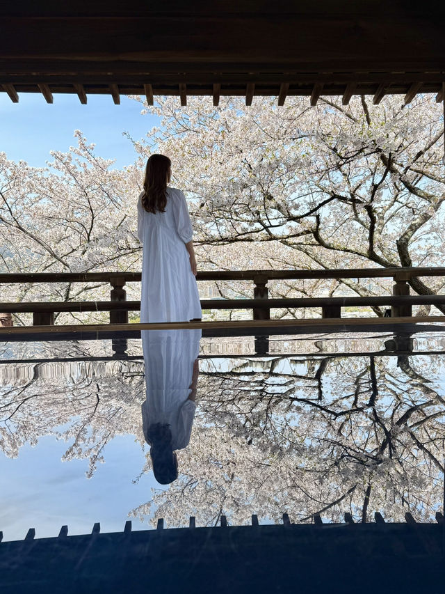 滋賀❤︎ 桜花爛漫🌸 桜のリフレクションをひとりじめ🌸