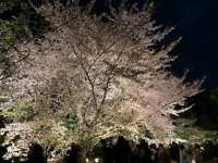 京都車站周邊賞櫻首選---東寺•夜櫻
