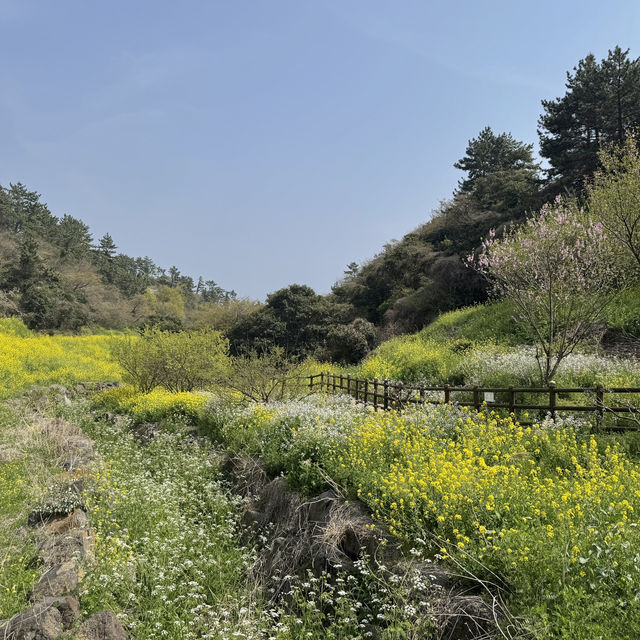 제주 남쪽 유채꽃 명소 엉덩물계곡