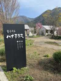 早朝の贅沢、富士山と桜をひとりじめ