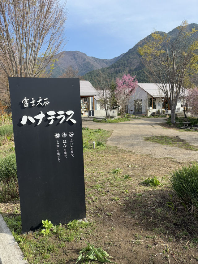 早朝の贅沢、富士山と桜をひとりじめ
