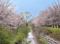 Chasing Sakura at Incheon Grand Park