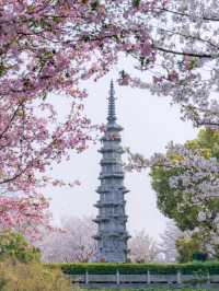 White Tower Park Cherry Blossoms– Hangzhou's Best-Kept Sakura Secret