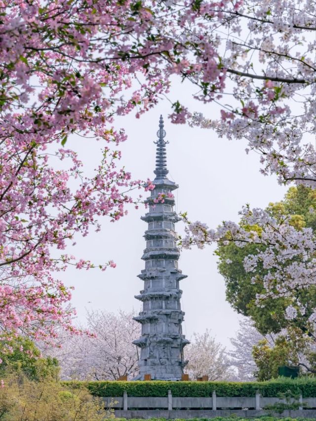 White Tower Park Cherry Blossoms– Hangzhou's Best-Kept Sakura Secret