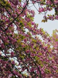 Wansan Chilbong Flower Garden: A Double Cherry Blossom Delight 🌸🌸