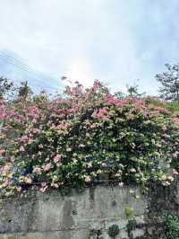 走讀阿里山林道鐵路的百年風華～奮起湖站到十字路站