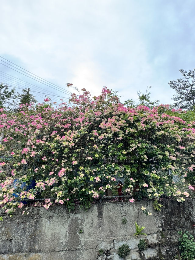 走讀阿里山林道鐵路的百年風華～奮起湖站到十字路站