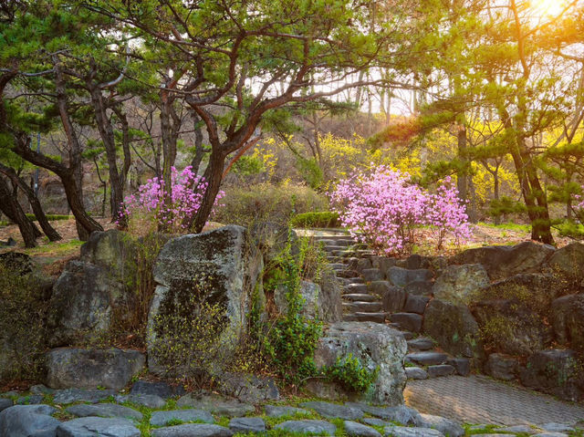 “Namsan Tower Trail: A Blossom-Filled Hike to Seoul’s Stunning Views”
