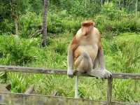 🐒 Proboscis Monkey Party at Labuk Bay: Big Noses & Jungle Vibes! 🌿