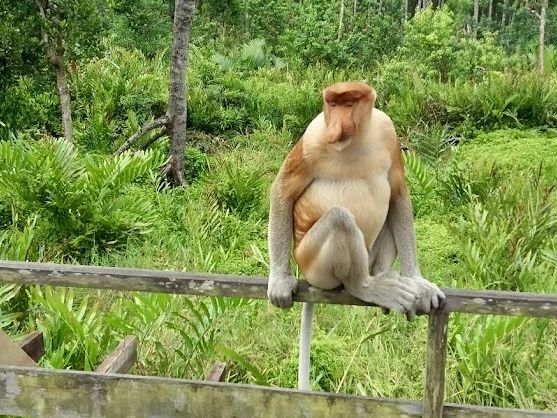 🐒 Proboscis Monkey Party at Labuk Bay: Big Noses & Jungle Vibes! 🌿