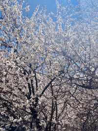 April Blooms | Nature’s Palette in Full 