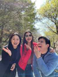 Scenic Spots in Suwon for Sakura Viewing!