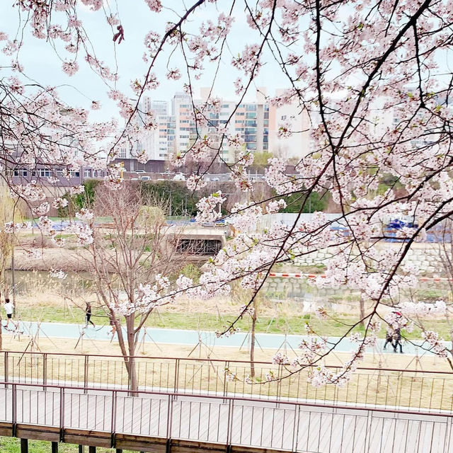 ❤️ 韓國。首爾｜道林川站 도림천역。賞櫻❤️