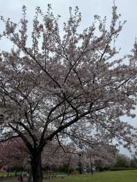 東京｜行船公園的櫻花魅力