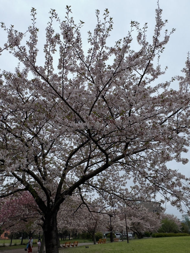 東京｜行船公園的櫻花魅力