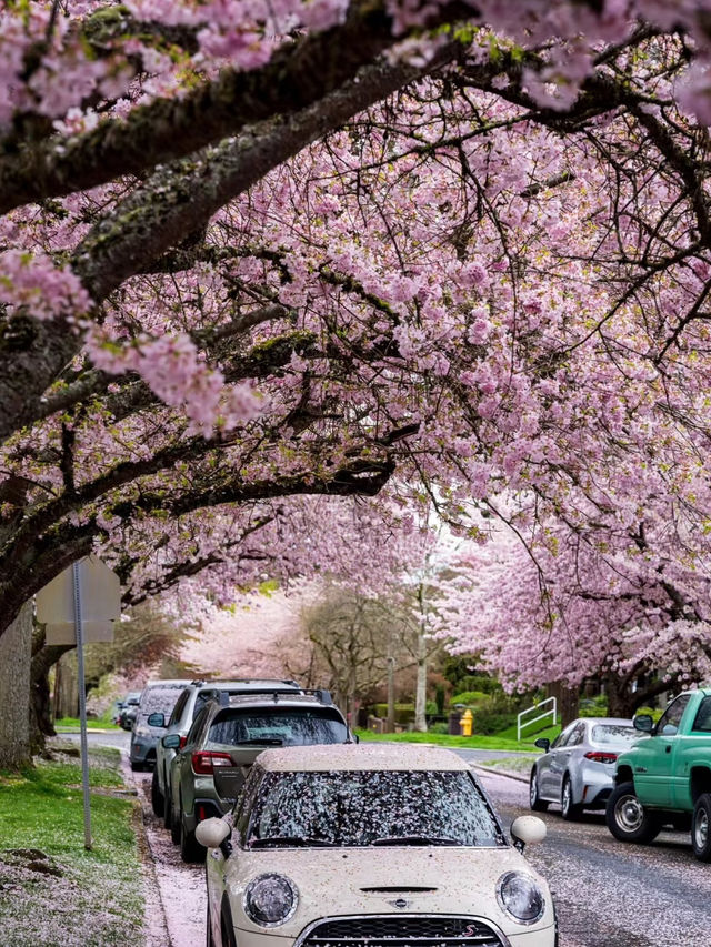 Petals and Peaks: Seattle’s Cherry Blossom Charm