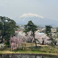 【青森】ちょうど見頃！どこを撮っても桜🌸