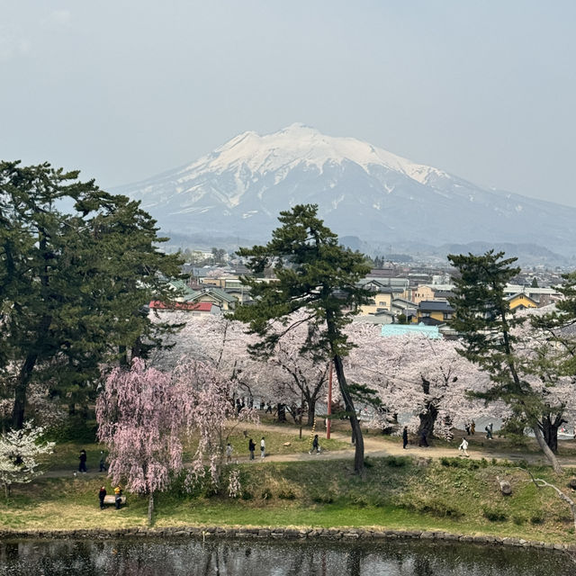【青森】ちょうど見頃！どこを撮っても桜🌸