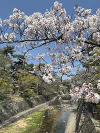 2025夙川公園：兵庫縣最美河濱櫻花道
