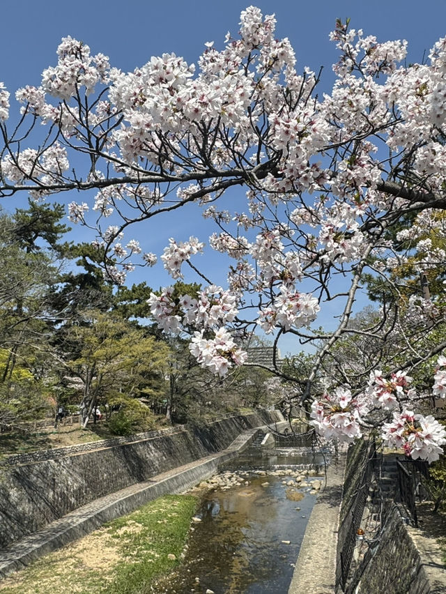 2025夙川公園：兵庫縣最美河濱櫻花道