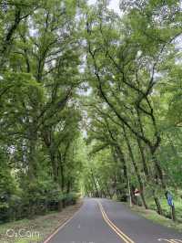 桃園石門水庫 槭林公園吸收芬多精～綠蔭蔥蔥 欣賞湖光山色