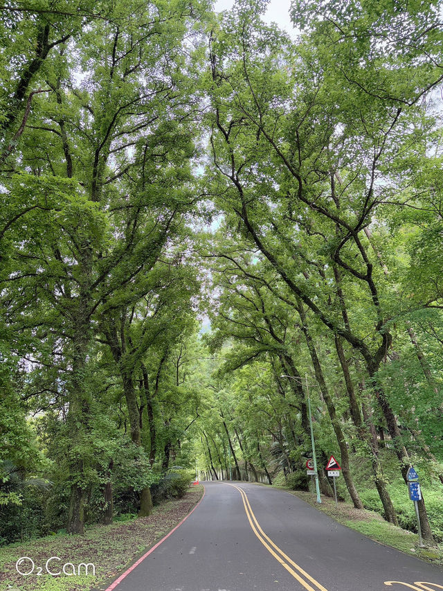 桃園石門水庫 槭林公園吸收芬多精～綠蔭蔥蔥 欣賞湖光山色