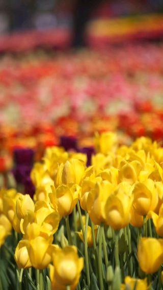 Tulip Festival Direction