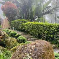 Mist, Moss, and Mystery