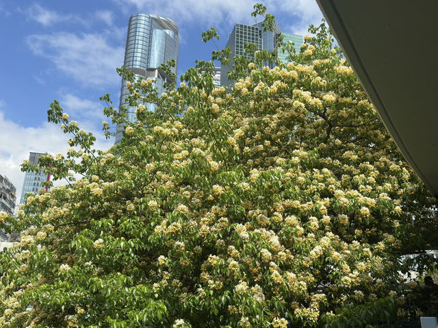 香港好去處 | 復活節賞花(下) | 櫻花 | 魚木 | 首冠藤