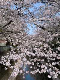 🌸 My Sakura Fortune by Kanda River: A Springtime Dream 🌸