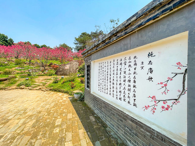 복숭아꽃이 만발한 곳..