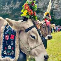 A Celebration of Alpine Tradition: My Day at the Alpabfahrt in Switzerland