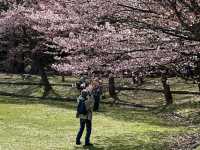 五稜郭公園櫻花滿開