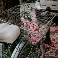 Bonn: Blossoms in the Heart of Europe